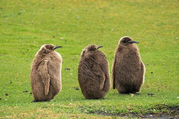 Falkland Islands-Saunders Island Close-up of king penguin chicks or oakum boys